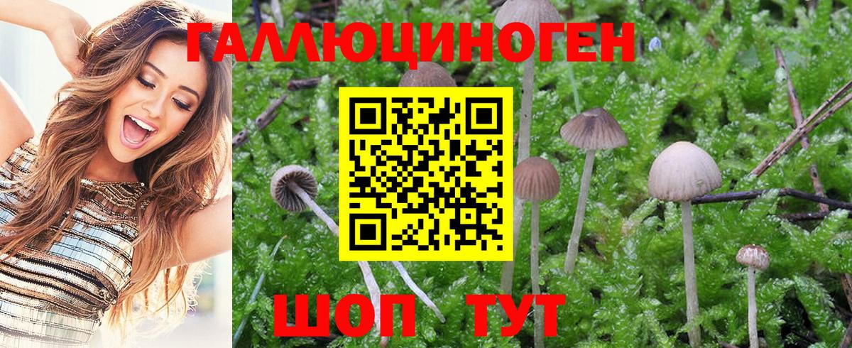 Ачинск  Псилоцибиновые грибы MAGIC MUSHROOMS  Вход с VPN 